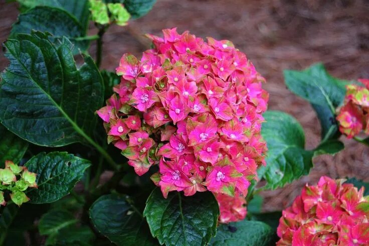 Принцесса диана гортензия крупнолистная фото и описание When to Prune Hydrangeas: Expert Tips Hydrangea varieties, Garden shrubs, Beauti