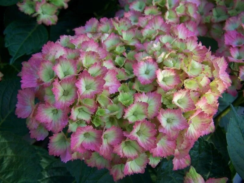 Принцесса диана гортензия крупнолистная фото и описание Hydrangea macrophylla Fantasia Интернет-магазин цветов и растений PlantShip