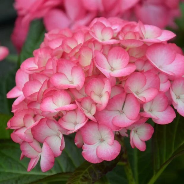 Принцесса диана гортензия крупнолистная фото и описание Hortensia 'Grafin cosel ®' Jeune pousse, Plante jardin, Fleurs