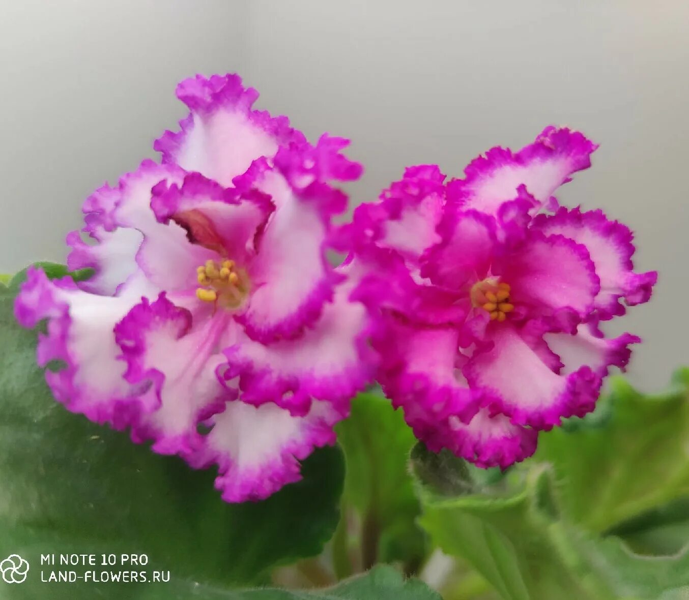 Принцесса фиалка фото и описание ПТ-Принцесса Ясмин сп - Land Flowers