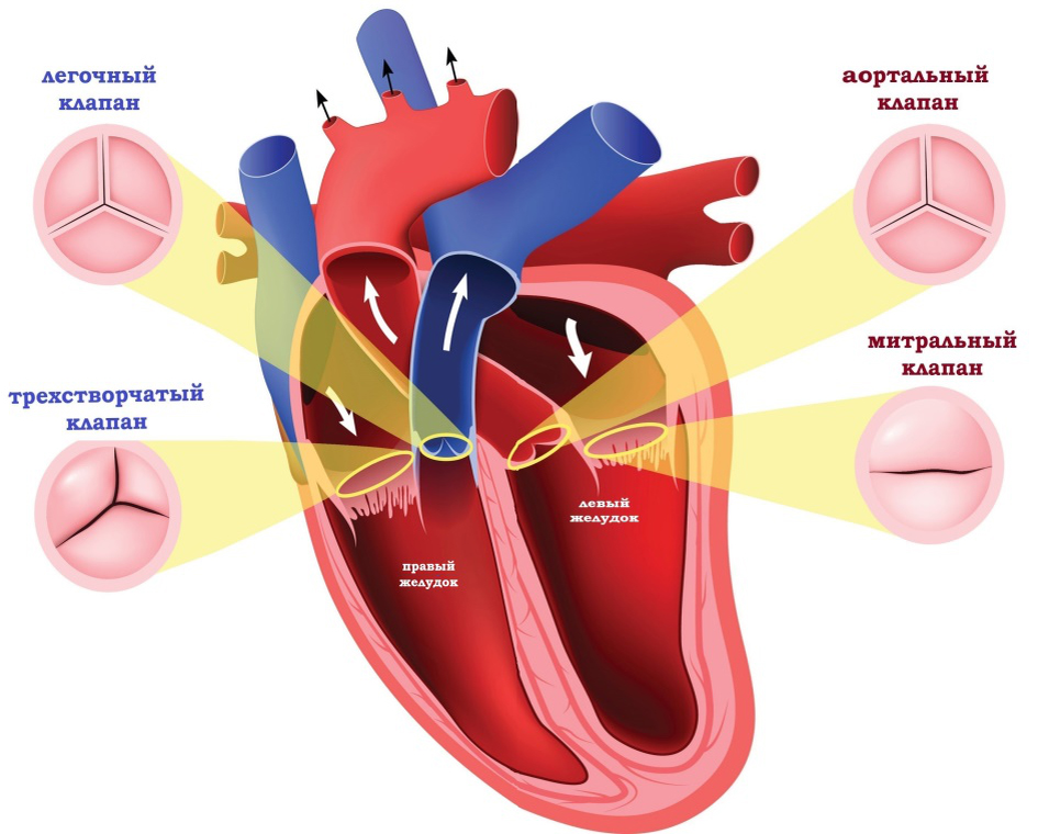 Приобретенные пороки сердца фото Врожденный порок сердца клапаны