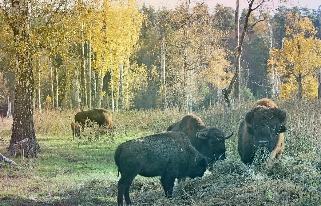 Приокско террасный заповедник фото Красивые места в Подмосковье и не только для фотосессий Easy lifestyle Дзен