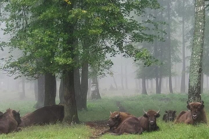 Приокско террасный заповедник фото Приокско-Террасный заповедник пригласил гостей на майские праздники - МК Серпухо