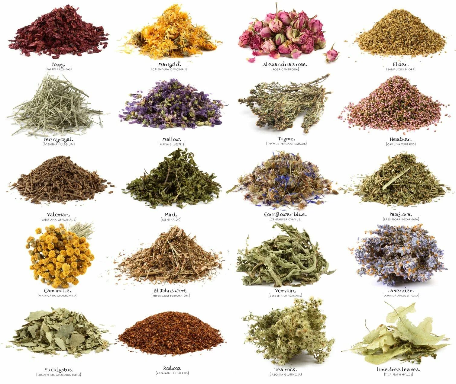 Приправы как выглядят растения Herbs And Spices Do More Than Just Add Flavor To Your Food Natura, Byliny i Jedz