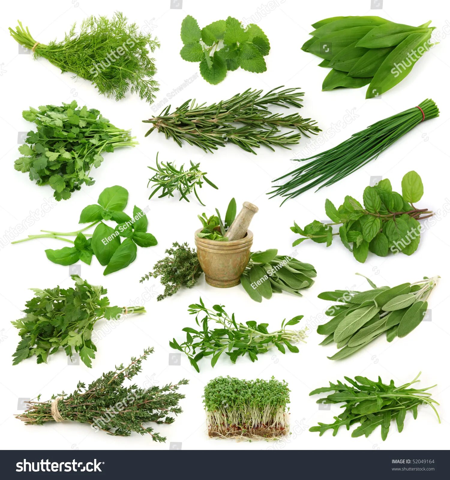 Приправы как выглядят растения Fresh herb isolated, изображений - 1 217 351: стоковые фотографии Shutterstock