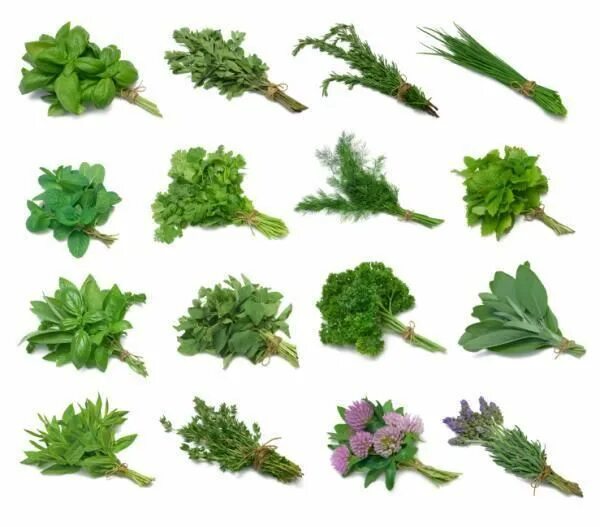 Приправы как выглядят растения KhoaHoc.Com.Vn Anti inflammatory herbs, Herbs, Medicinal plants