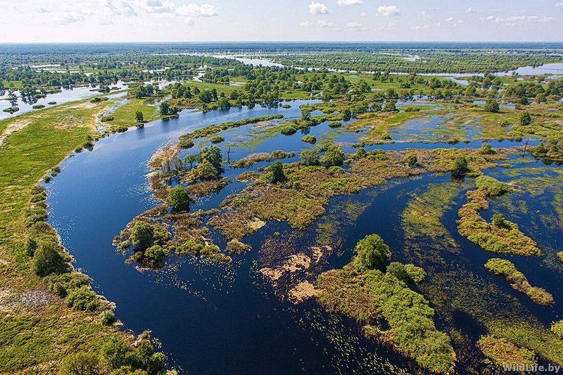 Припятский национальный парк фото Gomel Region