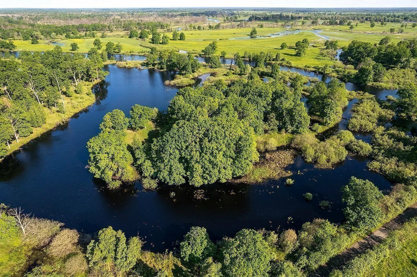 Припятский национальный парк фото Forests of Belarus Justarrived.by