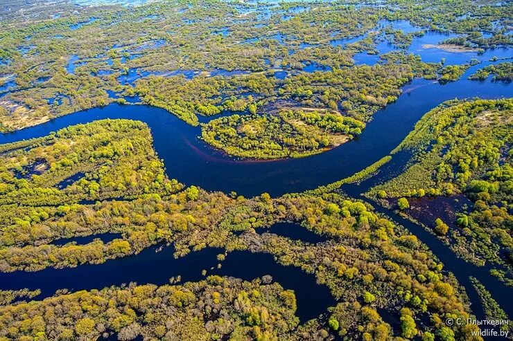 Припятский национальный парк фото Море Геродота, или Как может разливаться Припять. Часть 1. - DRIVE2