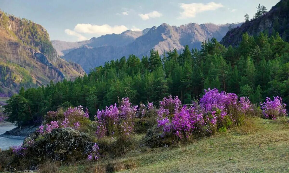 Природа алтая фото самые Йога-тур на Алтай в мир сказочного цветения и яркого солнца - отдых по цене от 3