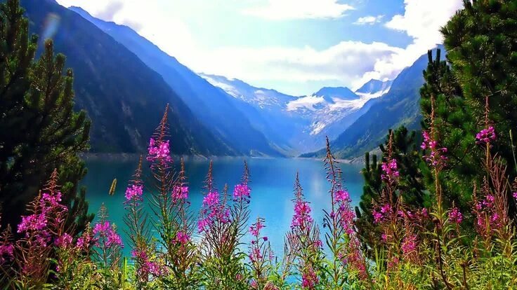 Природа алтая красивое фото Beautiful Mountain Flowers Beautiful Nature Mountain Lake Flowers Free Hd Wallpa