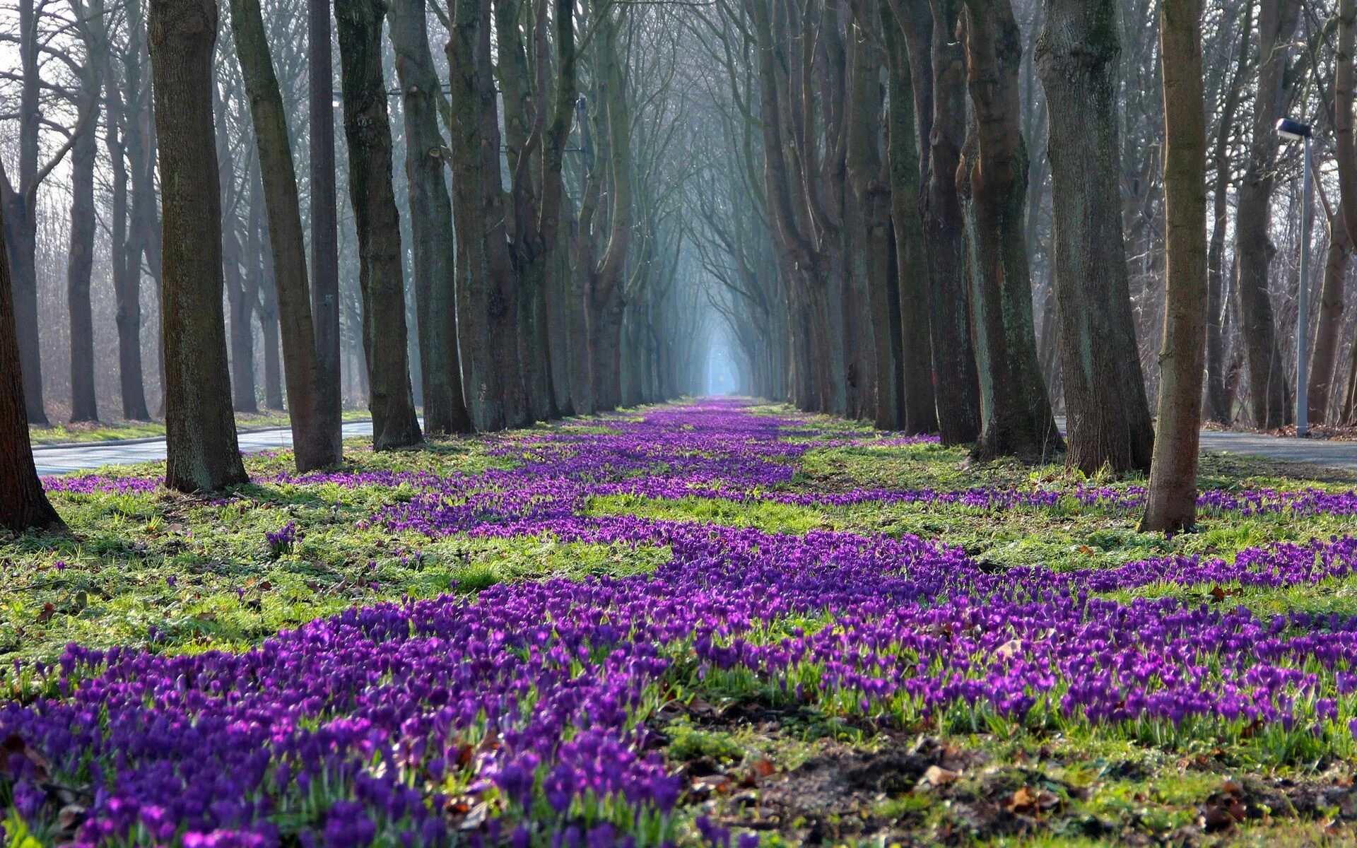 Природа апреля фото spring landscape pictures - Google Search Landscape pictures, Spring landscape, 