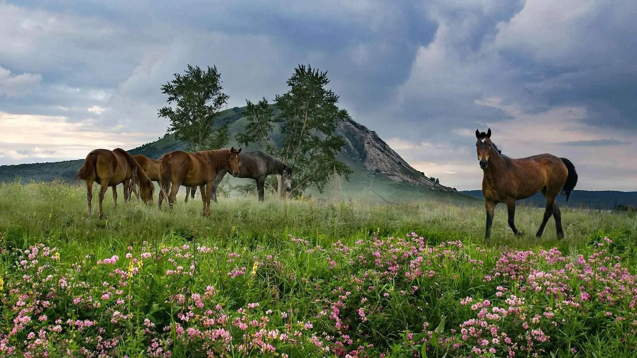 Природа башкирии фото самые красивые Фото галерея "Родной край" 2024, Белебеевский район - дата и место проведения, п