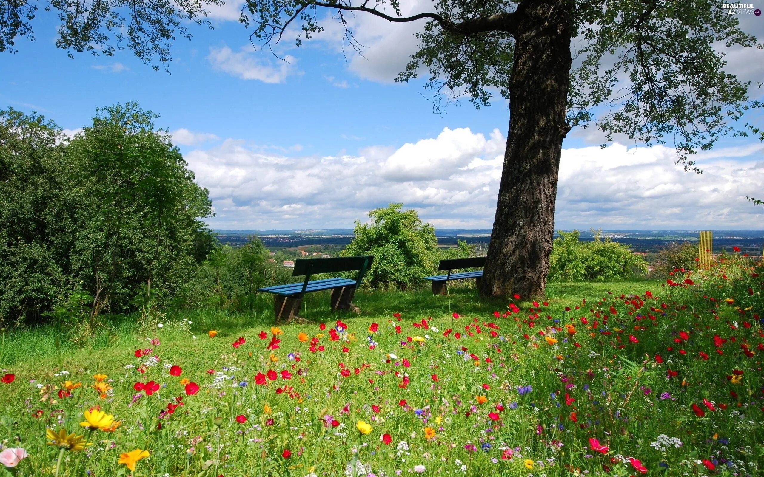 Природа днем фото viewes, trees, Meadow, bench, Flowers Spring desktop wallpaper, Spring wallpaper