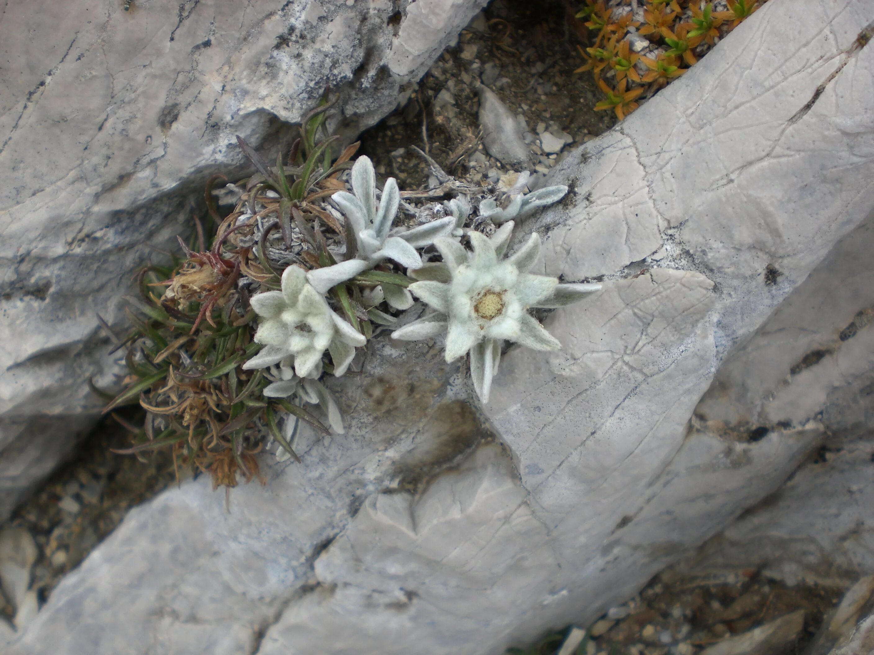 Природа эдельвейсы фото File:Edelweiss of Monte Camicia 137 jpg.jpg - Wikipedia