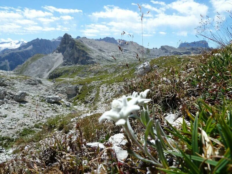 Природа эдельвейсы фото Colfosco - Corvara in Badia - Alta Badia - Dolomites - South Tyrol