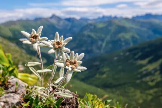 Природа эдельвейсы фото Эдельвейс Изображения: просматривайте стоковые фотографии, векторные изображения