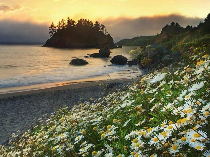 Природа фото берег Daisies Trinidad State Beach California