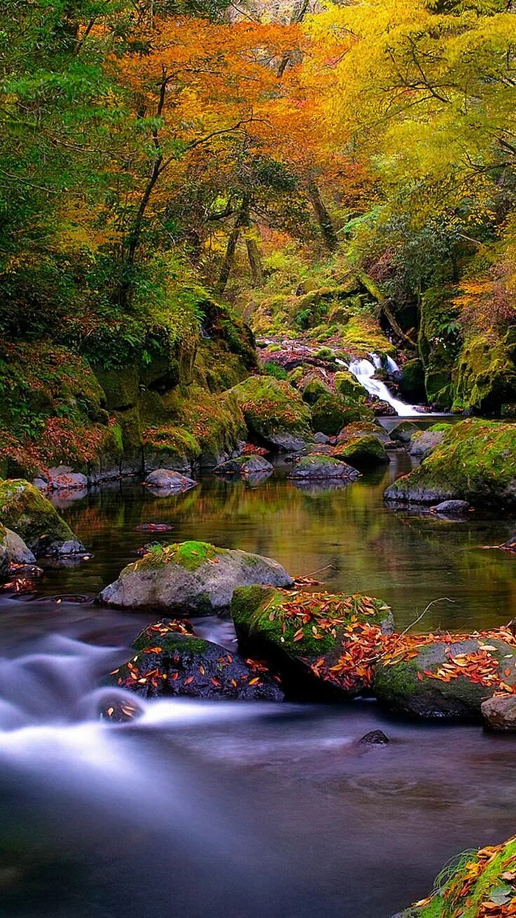 Природа фото красивые на телефон бесплатно Forest Creek Autumn iPhone 6 Wallpaper Beautiful nature, Beautiful landscapes, N