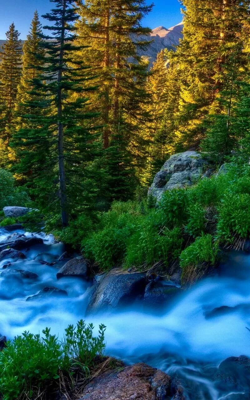 Природа фото на телефон "Download wallpaper 800x1280 river, stream, current, stones, grass, trees, twili