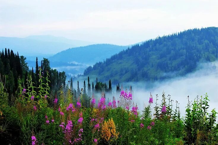 Природа фото надпись Image Siberia Russia Alatau Fog Nature Hill Shrubs Bush Красивые места, Пейзажи,