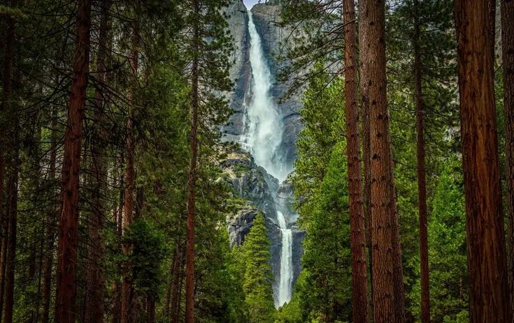 Природа фото высокого качества вертикальные trees, River, Waterfall Wallpapers HD Waterfall wallpaper, Nature desktop wallpa