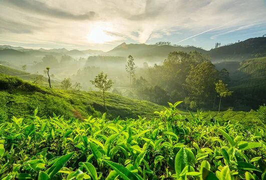 Природа индии фото "Tea Plantation" Изображения: просматривайте стоковые фотографии, векторные изоб