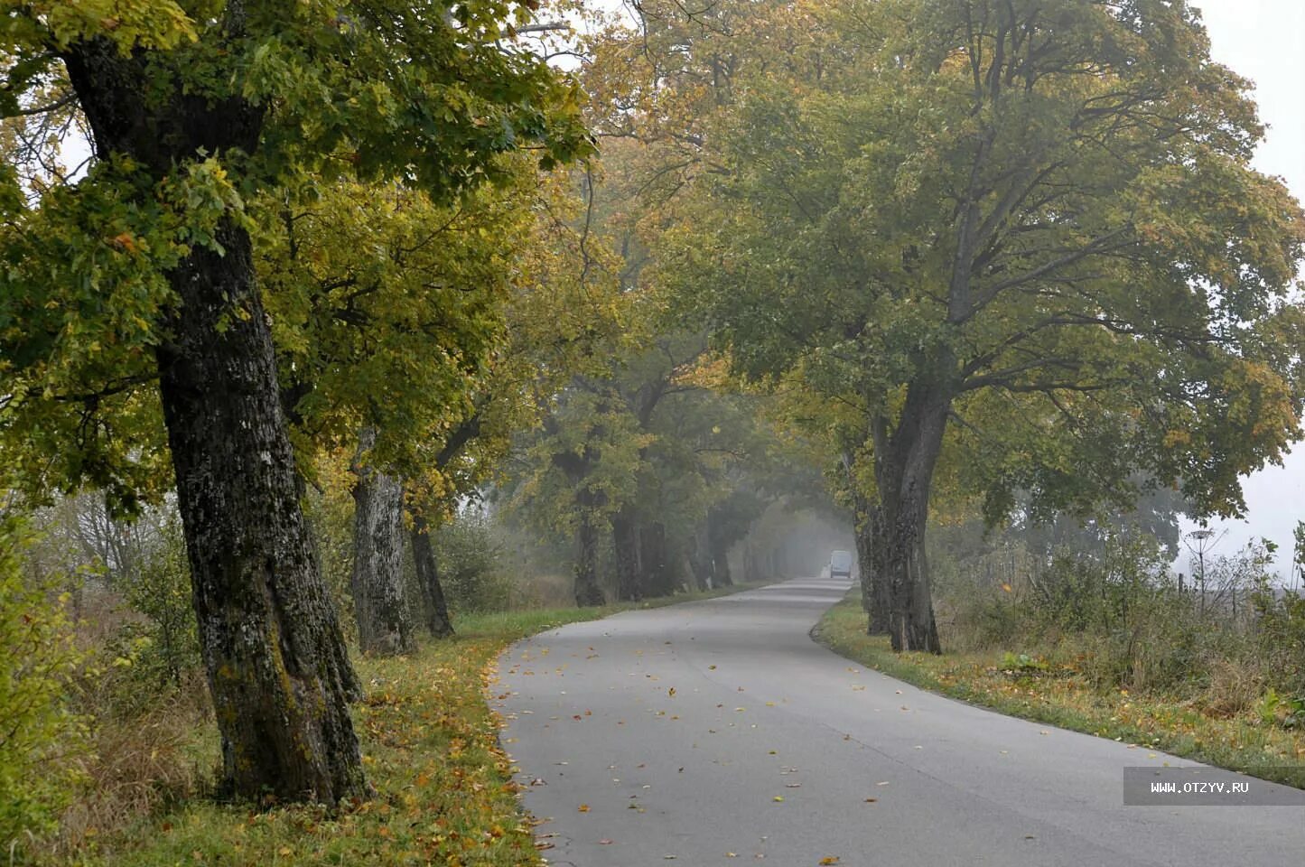 Природа калининградской области фото Золотая осень в краю, где не стесняются своих комплексов. Балтийск, Янтарный, Ку