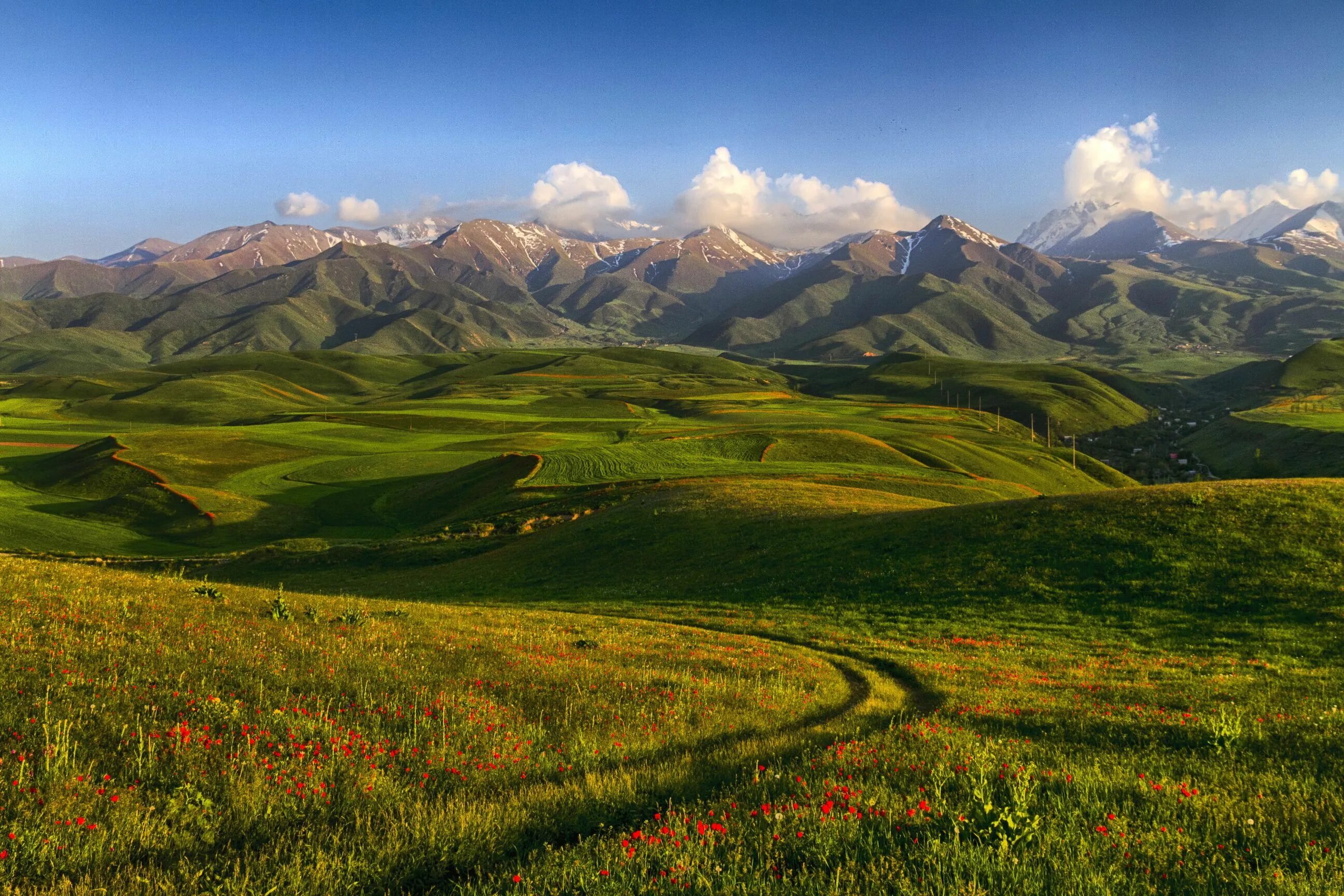 Природа казахстана фото и картинки Wallpapers Scenery Mountains Fields Poppies Kyrgyzstan Tian Shan Nature Image #3