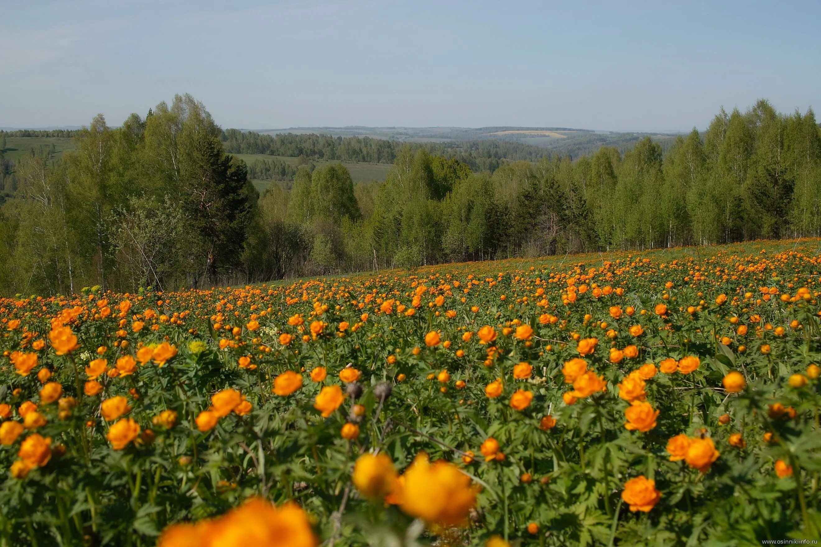 Природа кузбасса фото Растения родного края кузбасс