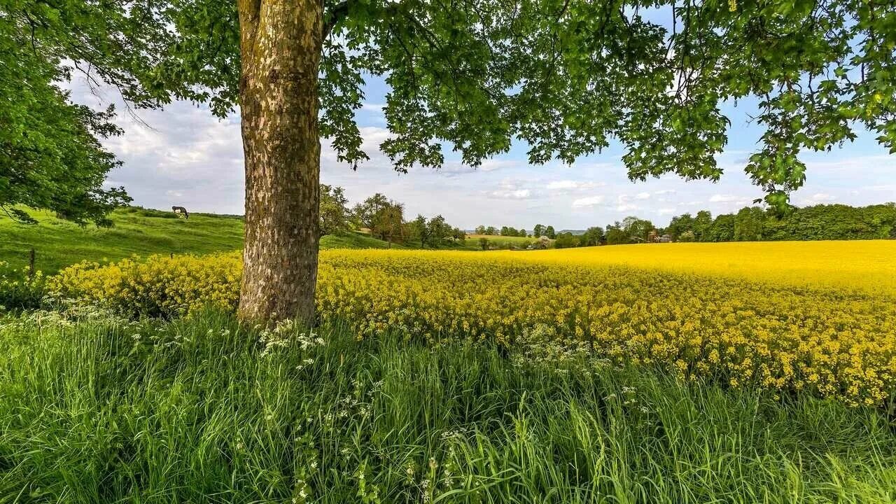 Природа летом фото высокого Фотообои Одуванчики на весеннем поле - купить по низкой цене на Яндекс Маркете