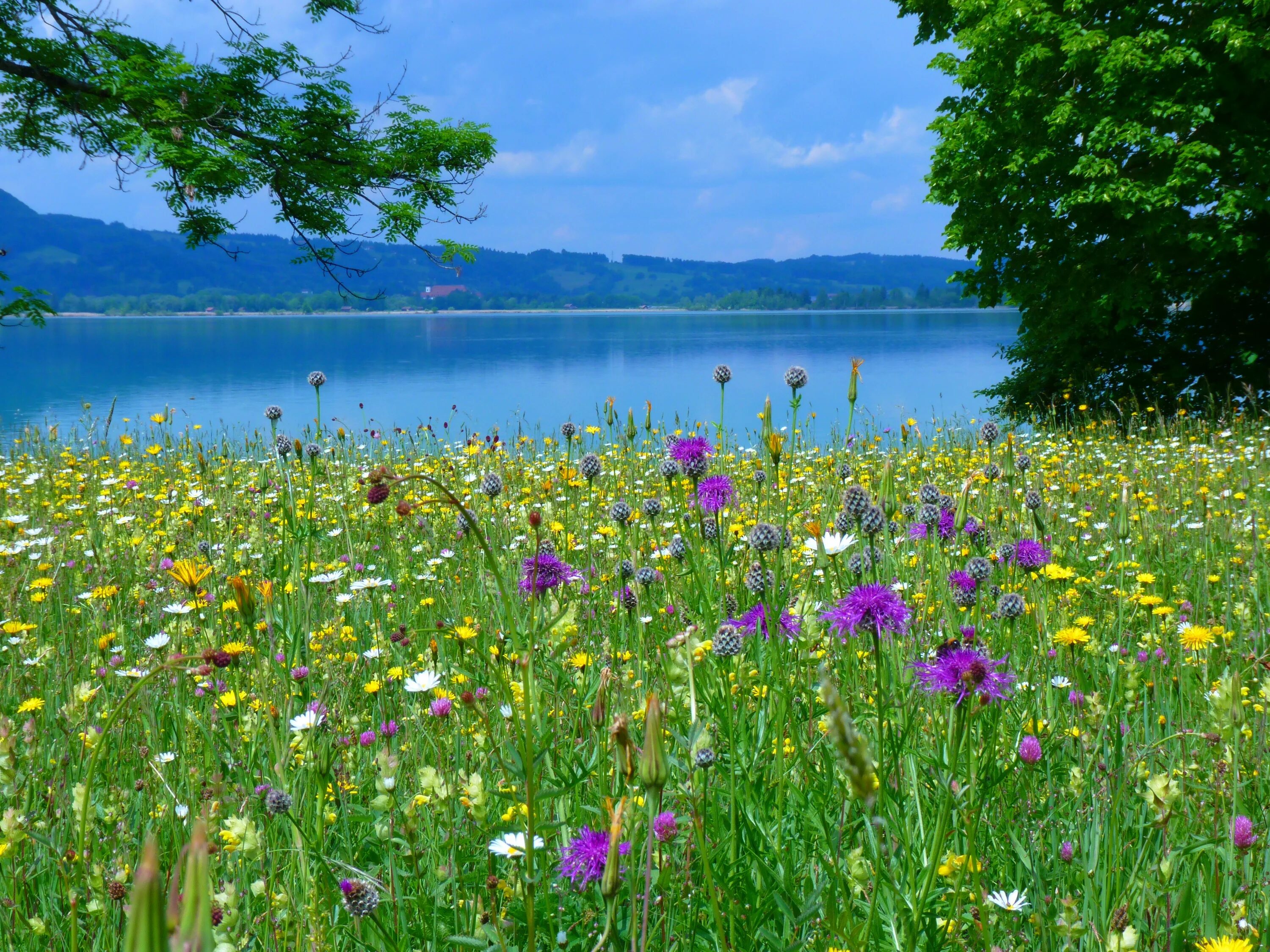 Природа летом фото высокого Free Images : landscape, water, nature, plant, field, lawn, meadow, prairie, flo