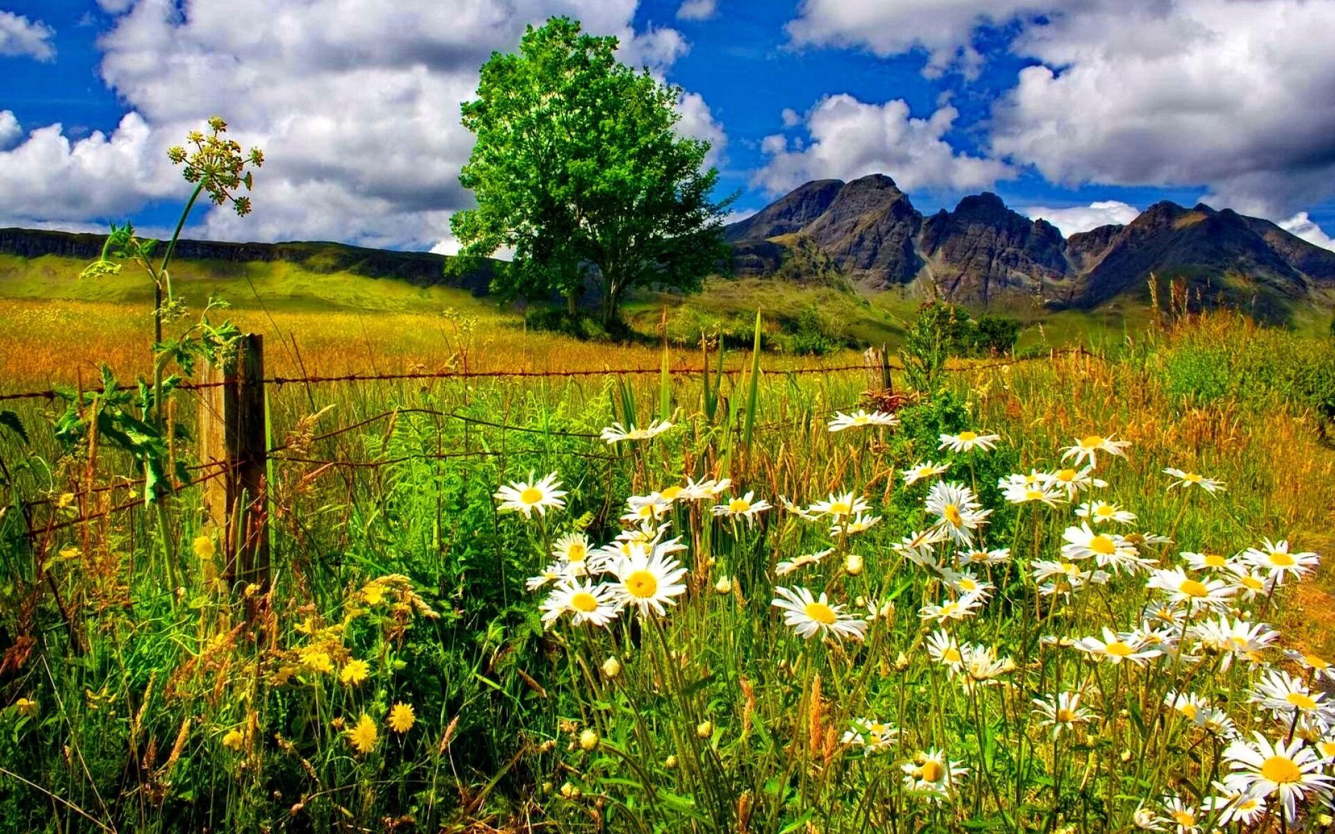 Природа летом фото высокого Daisies Growing in Mountain Field Computer Wallpapers, Desktop Backgrounds 1920x