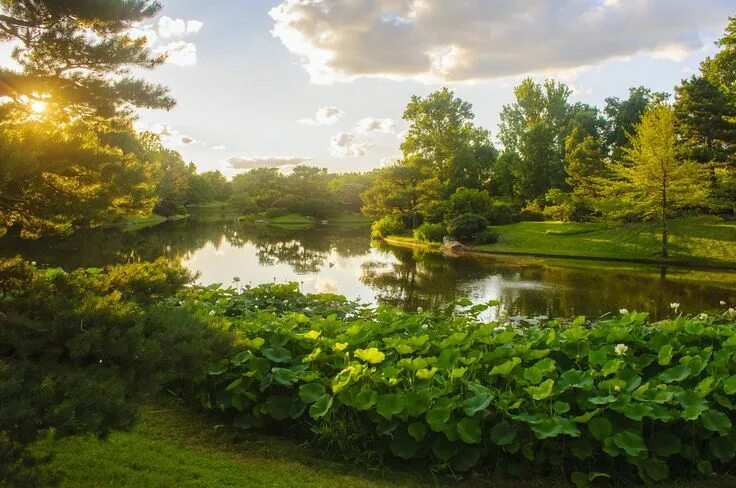 Природа летом фото высокого качества Pin on Green Missouri botanical garden, Botanical gardens, Garden pictures