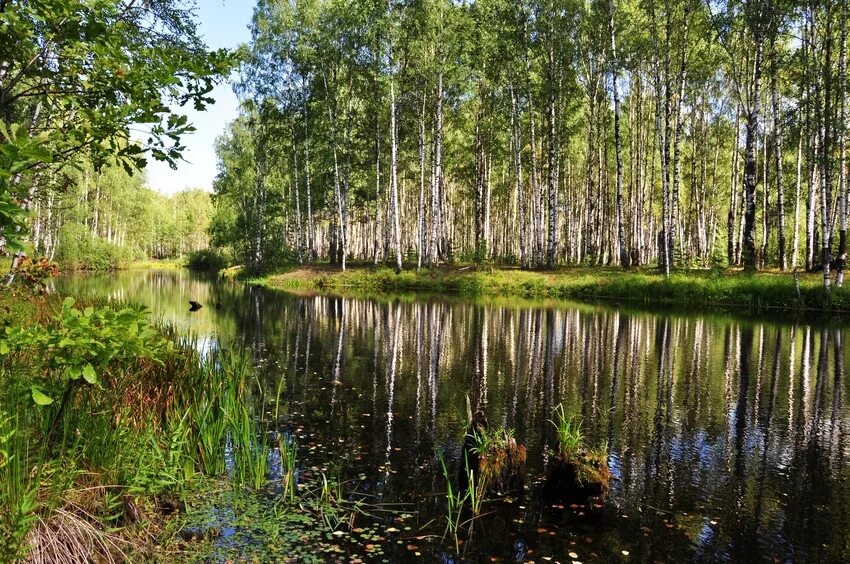 Природа нижегородской области фото Библиотека приглашает! 19 января в 15:00 Экологический урок "Мир природы Нижегор