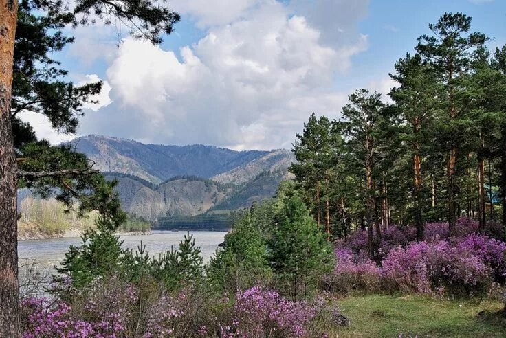 Природа область фото Благодать Земная и Небесная: Зацвел багульник .... Nature, Montagne, Beauté