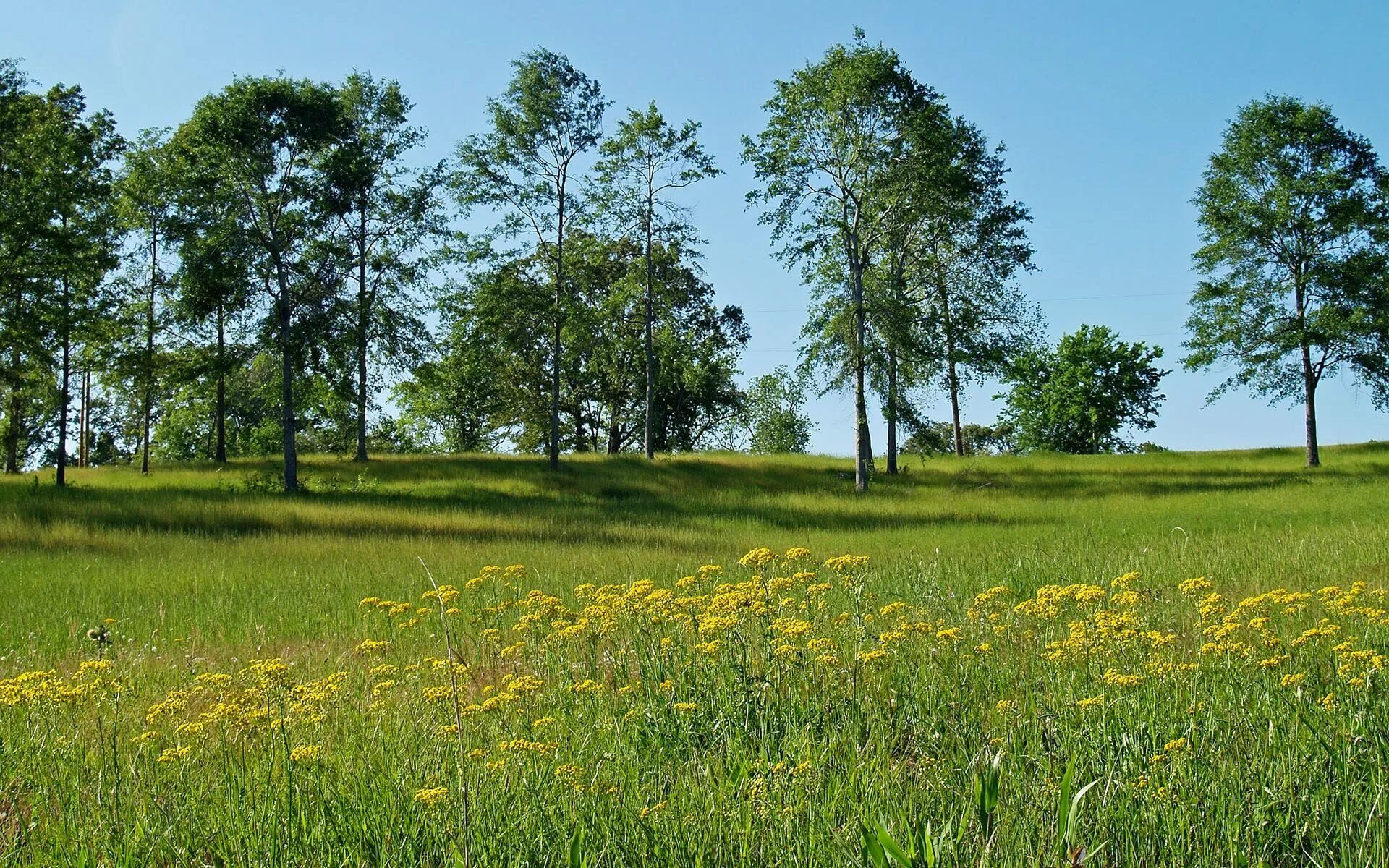 Природа область фото campo Paisaje verano, Fotografia naturaleza, Fondos de pantalla de primavera