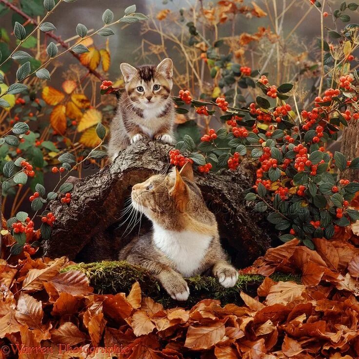 Природа осень и котики фото Cat and kitten in autumn scene Fall cats, Autumn animals, Beautiful cats