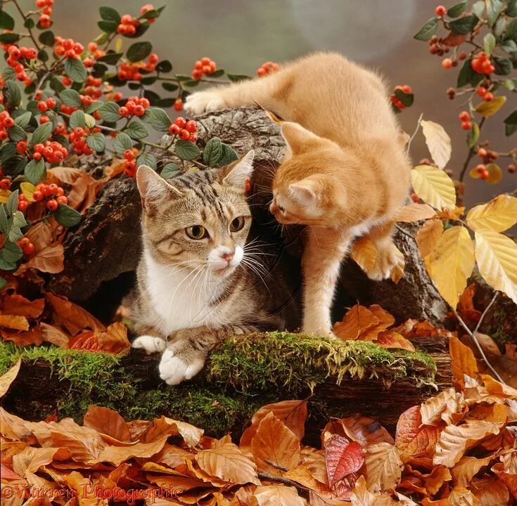 Природа осень и котики фото Cat with ginger kitten among autumn leaves photo Cute cats, Cats, Cute cats and 