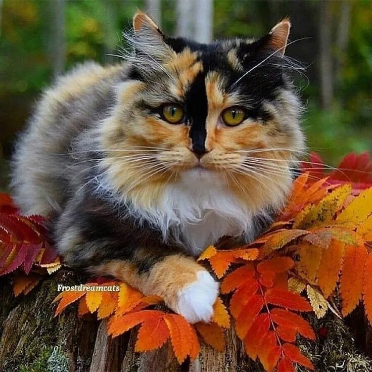 Природа осень и котики фото Pin on Autumn Cats & Kittens Beautiful cats, Cute cats, Cats