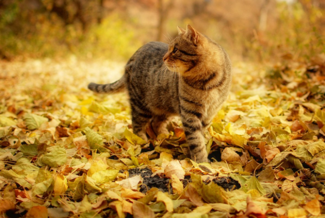 Природа осень и котики фото GISMETEO: Погода в Беларуси 23 октября: облачно с прояснениями, небольшие дожди