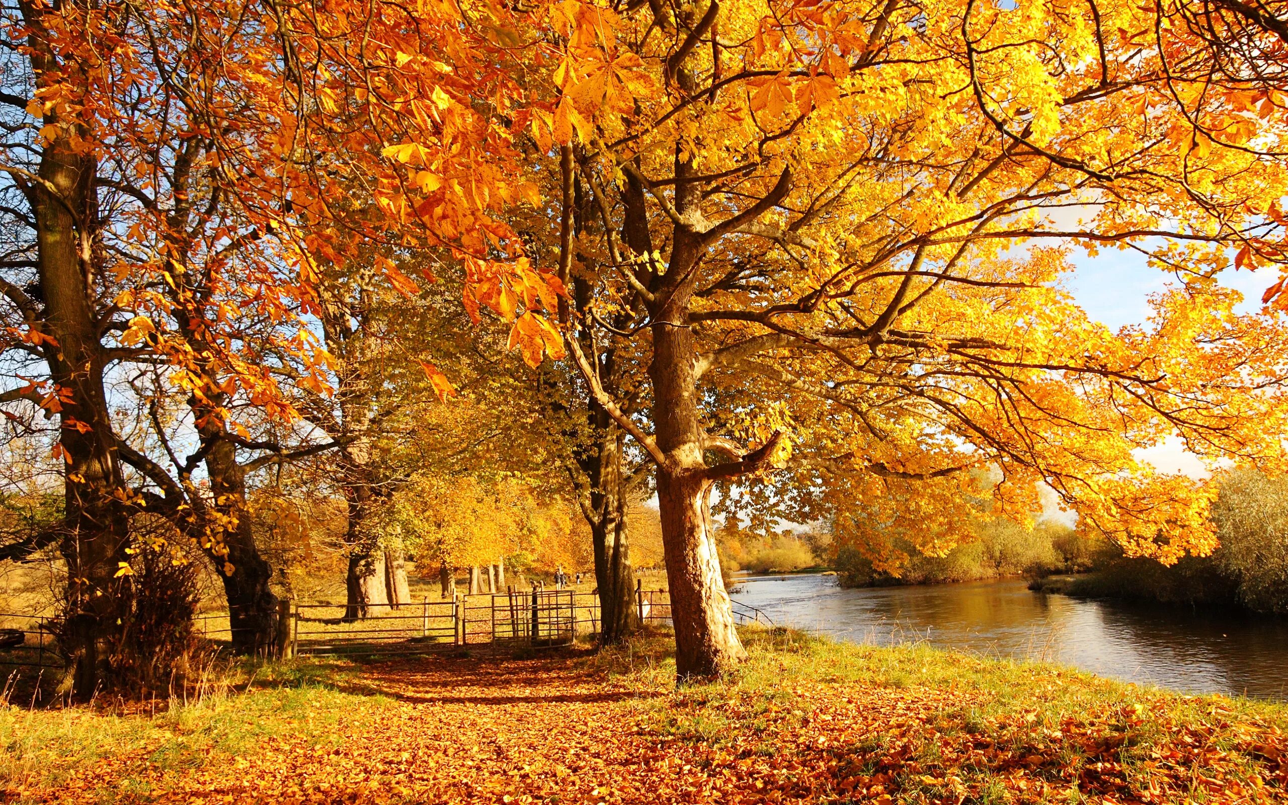 Природа осенью фото скачать бесплатно Scotland Autumn River Fall - 2560 X 1600