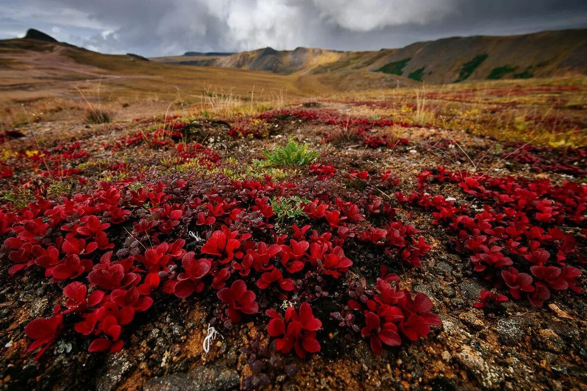 Природа острова врангеля фото Chukotka - new Far East direction!