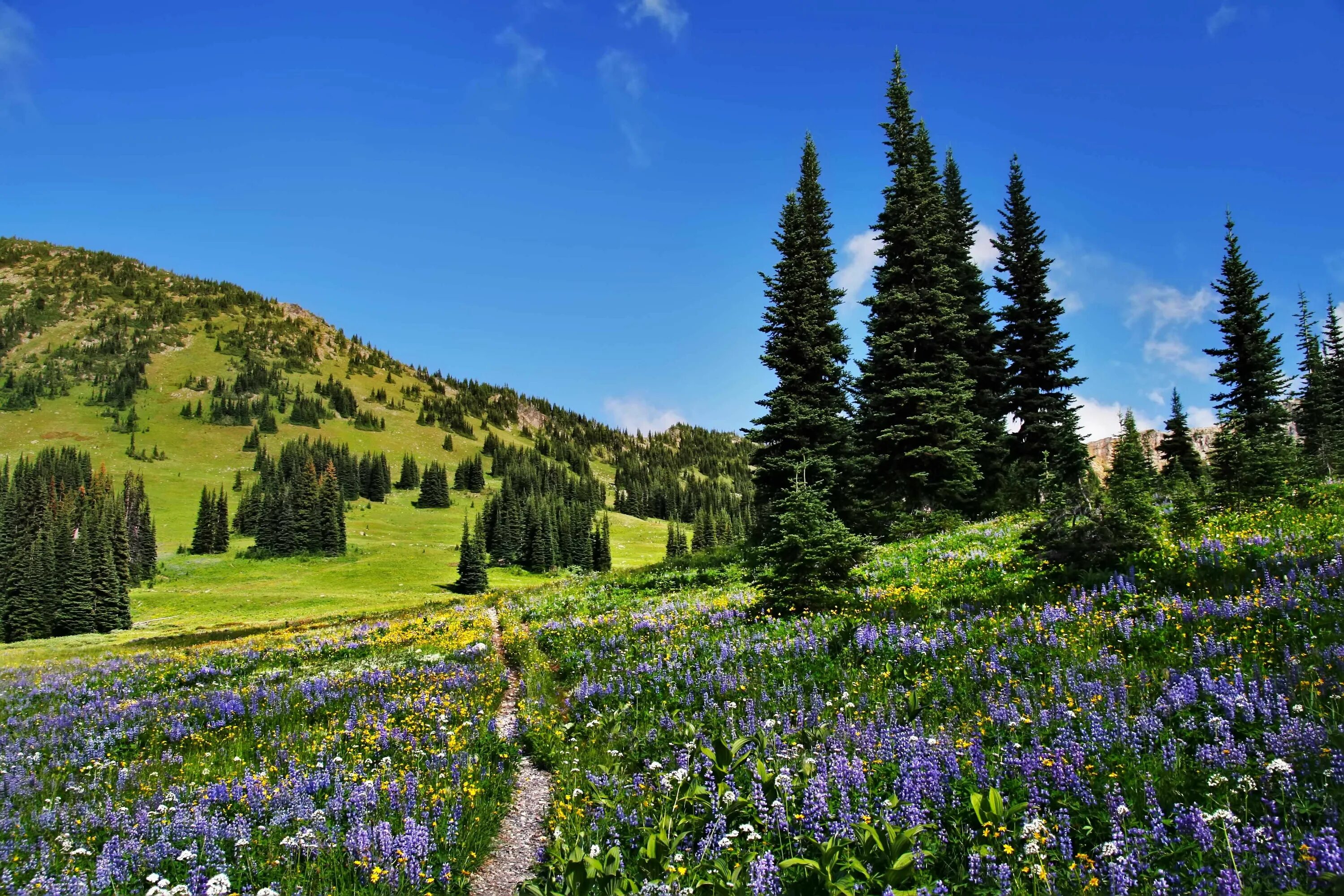 Природа поляна фото Pacific crest trail, Wenatchee national forest, National parks