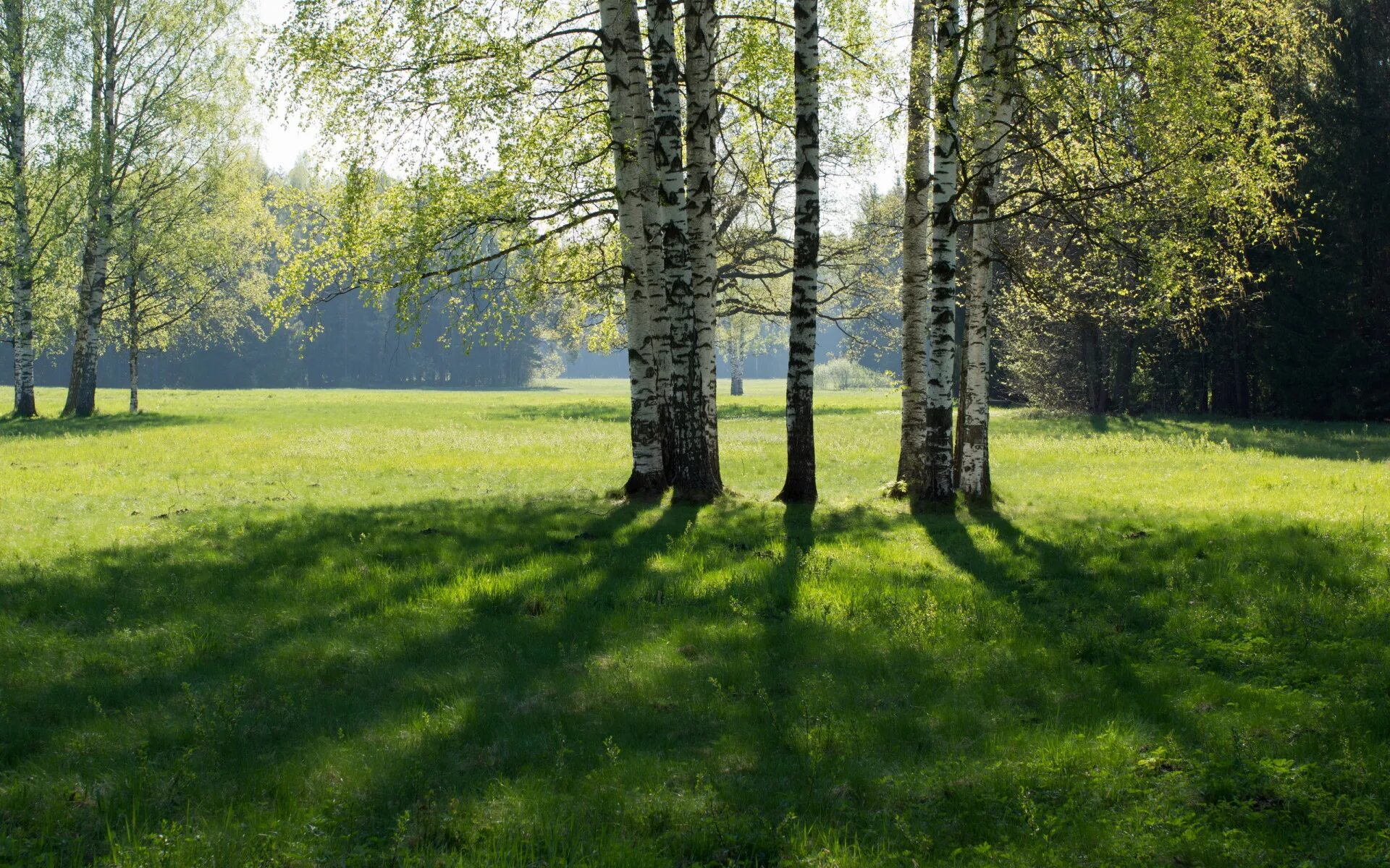 Природа поляна фото Download wallpaper Spring, sun, Pavlovsk, birch. grass, section nature in resolu