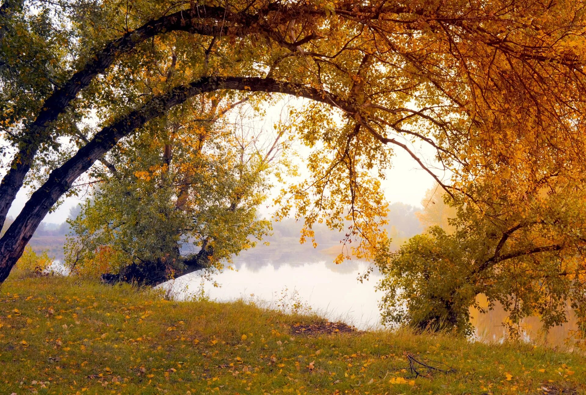 Природа поздний август ранний сентябрь лес фото Wonderful autumn trees free image download