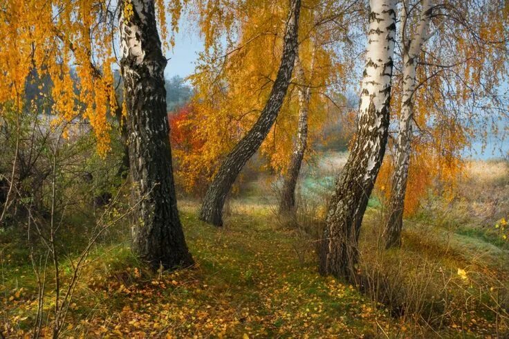 Природа поздний август ранний сентябрь лес фото красивые фото пейзажей берез осенью фото Пейзажи, Береза, Живописные пейзажи