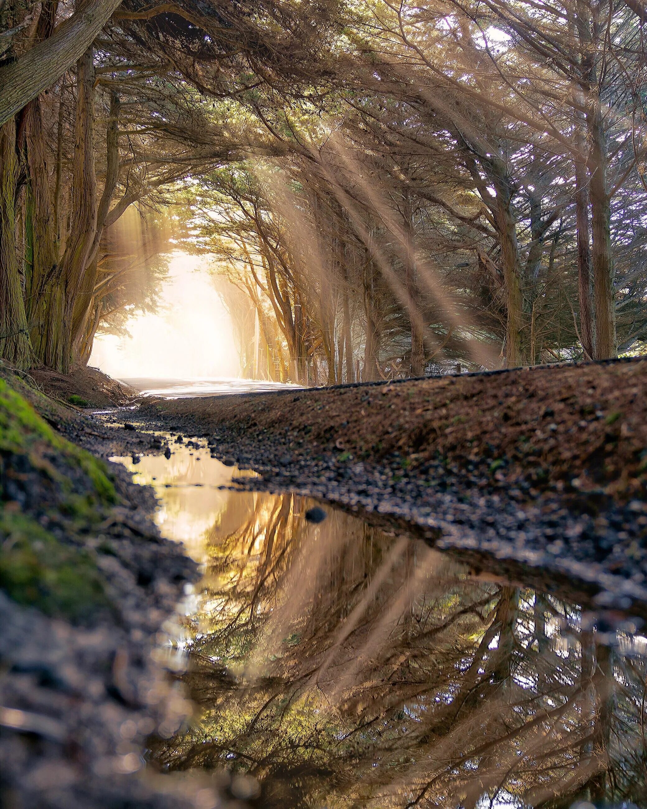 Природа редкая фото Tunnel of trees north of Fort Bragg, California - Imageix