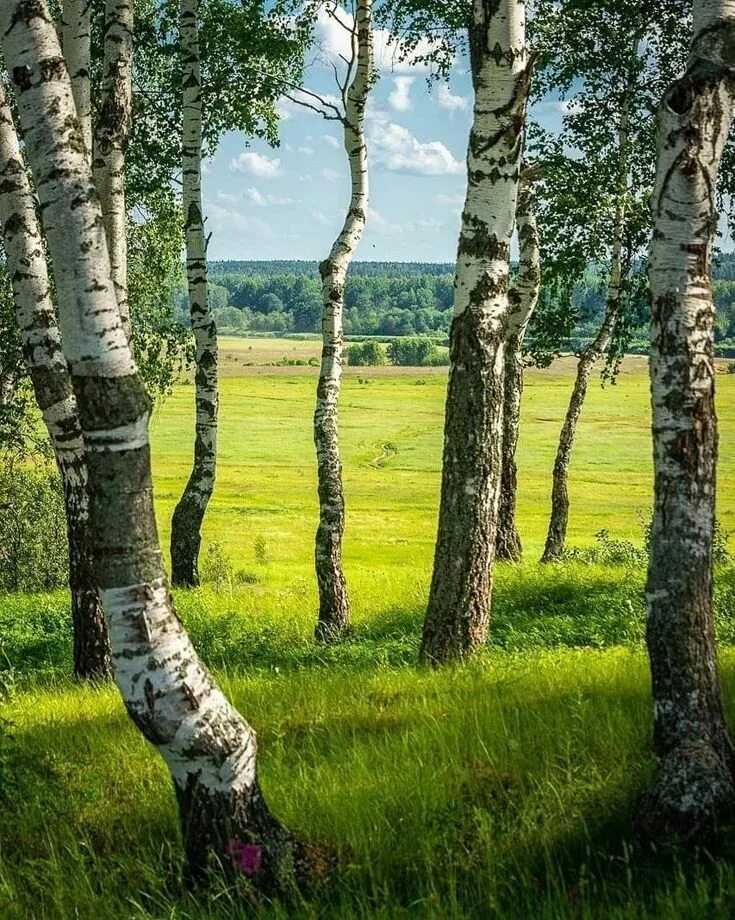 Природа россии фото Родная Природа. Запись со стены. Landscape, White birch trees, Landscape photos