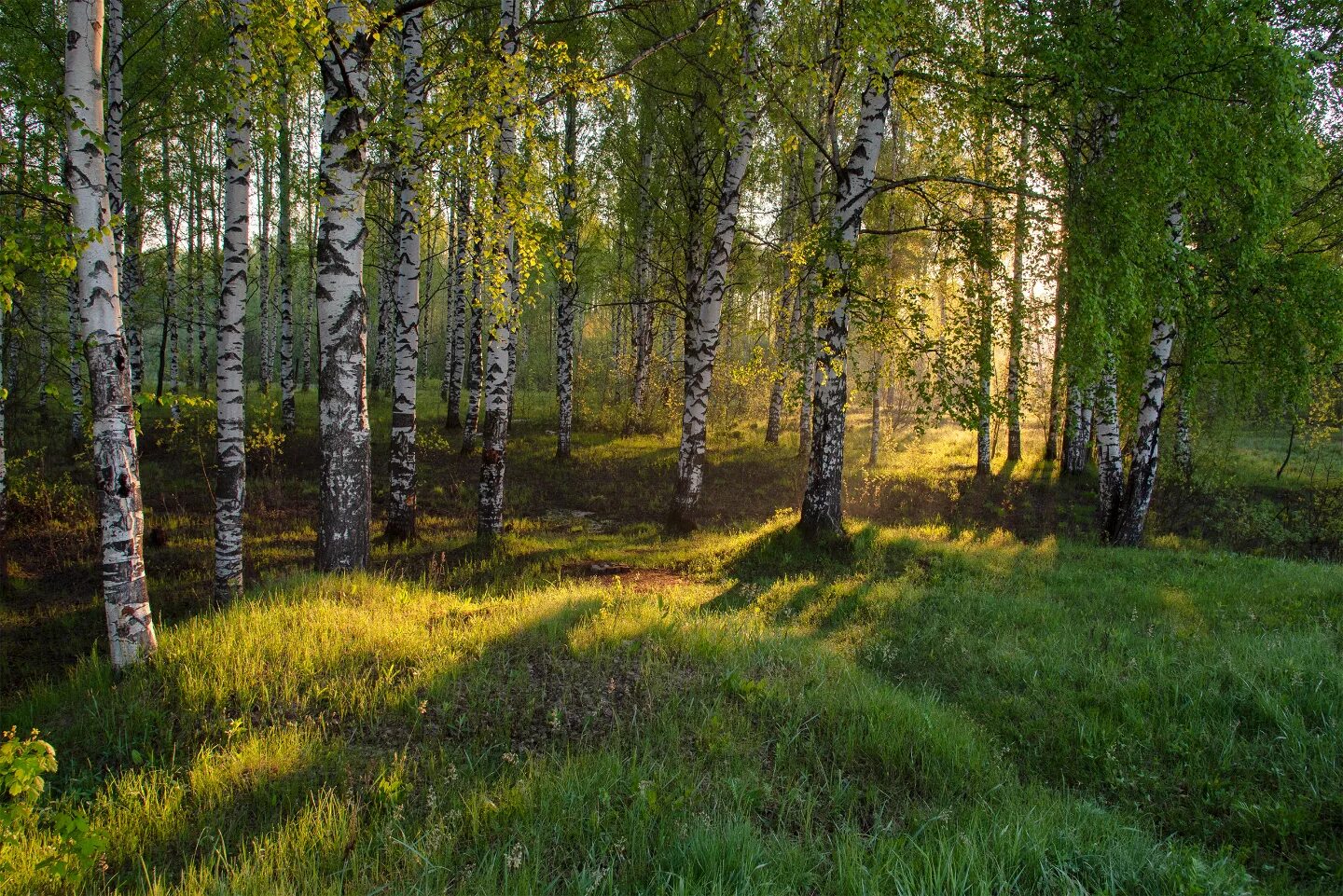 Природа россии фото Великолепие и очарование весенней природы. Фотографии вессених пейзажей Вятки - 